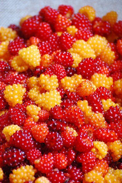 Garden Gems: Succulent Berries Selection