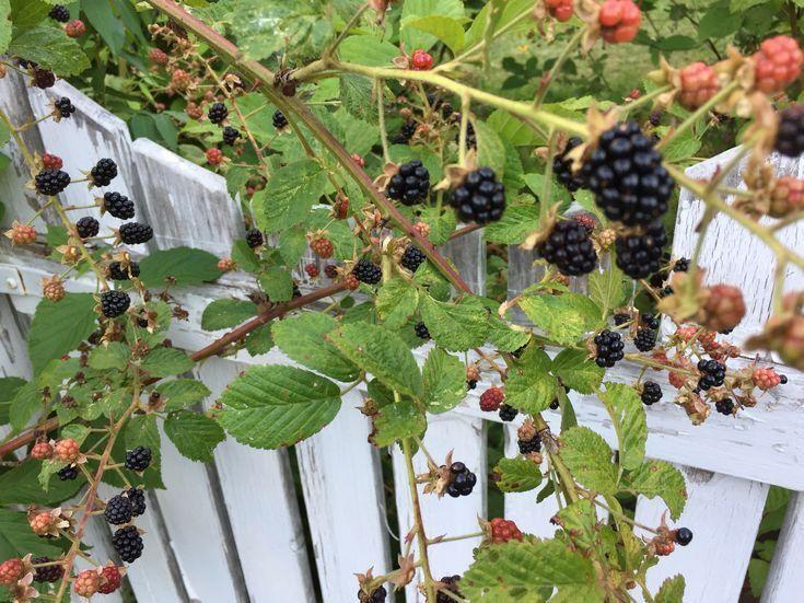 Berry Bounty: Freshness from Farm to You
